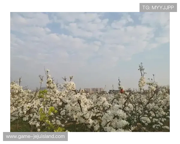 学习叶汉三株路技巧提升摄影技术和作品质量的关键方法总结